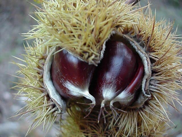 Foto Castañas Guadalupe